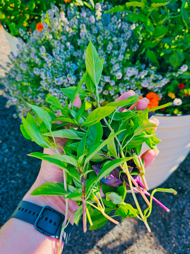 How to Preserve Fresh Basil Without Oil